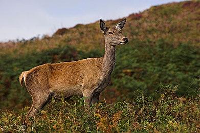 招聘岗位已满 外媒预测R星或将加大营销《GTA6》